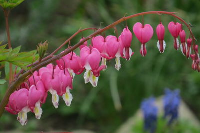 Close-up of pink flowers