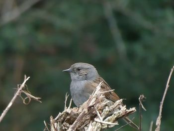 Close-up of bird perching on branch