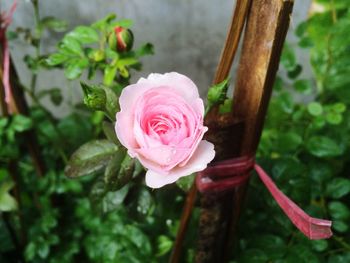 Close-up of pink rose blooming outdoors