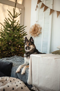 Close-up of dog