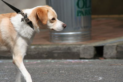 High angle view of puppy standing outdoors