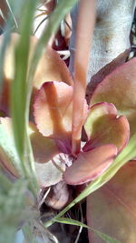 Close-up of pink cactus flower