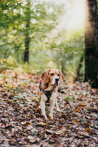 Dog running on field