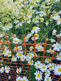Close-up of white flowering plants on field
