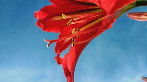 Low angle view of red hibiscus against sky