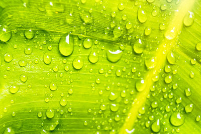 Macro shot of water drops on leaf