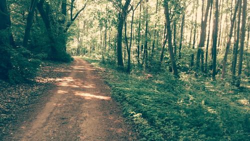 Trees in forest