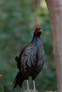 Close-up of bird perching on tree