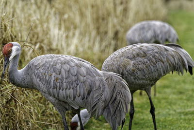 Close-up of bird on field