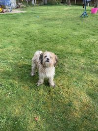 Dog on field