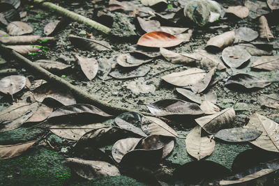 High angle view of dried leaves on field