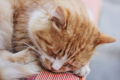 Close-up of cat sleeping