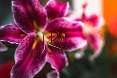 Close-up of pink flowering plant