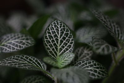 Close-up of leaves growing on plant 