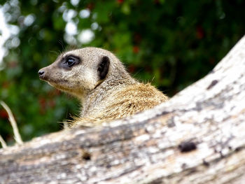 Close-up of an animal looking away