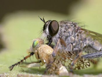 Close-up of insect