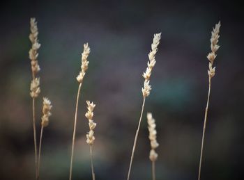 Close-up of stalks against blurred background