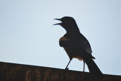 Low angle view of bird perching against clear sky