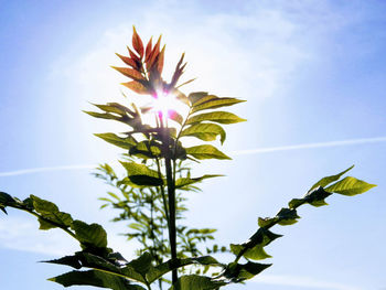 Low angle view of plant against sky