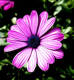 Close-up of pink flower