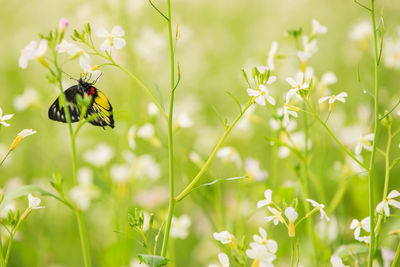 Close-up of butterfly pollinating on flower