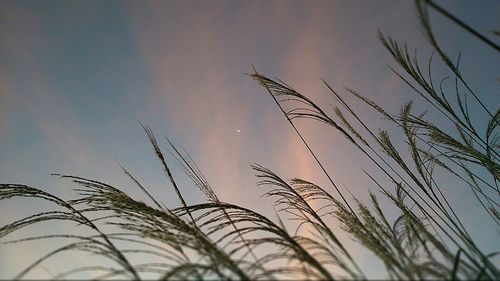 Low angle view of plants against sky