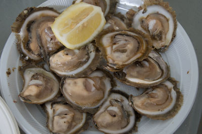Close-up of oysters in plate