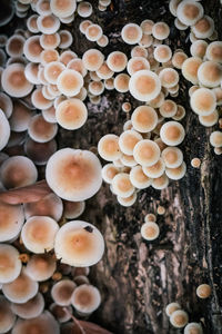 Close-up of mushrooms growing on tree trunk