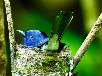 Close-up of bird perching on nest