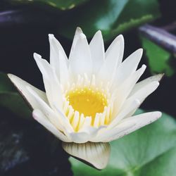 Close-up of lotus water lily