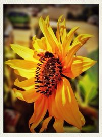 Close-up of bee pollinating flower