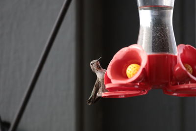 Close-up of bird on feeder 