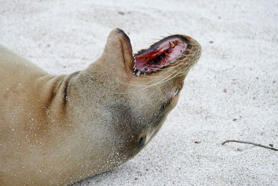 Close-up of sea lion galapagos