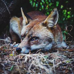 Portrait of fox relaxing on field