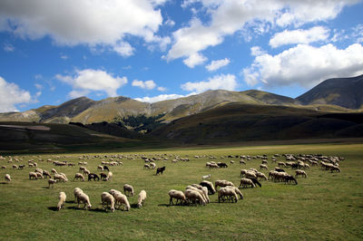 High angle view of sheep grazing on land