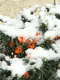 Close-up of frozen plants during winter