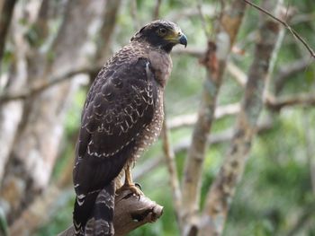 Close-up of owl perching on branch
