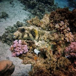 View of fish swimming underwater