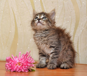 Cat looking away while sitting on table