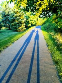 Shadow of trees on road