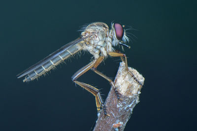 Close-up of dragonfly over black background
