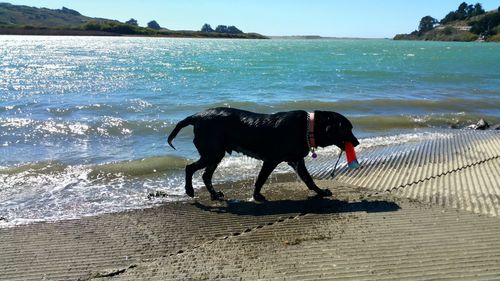 Black dog wet walking out of river water with retrieved red ball 