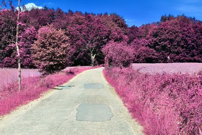 Pink cherry blossoms on road against sky