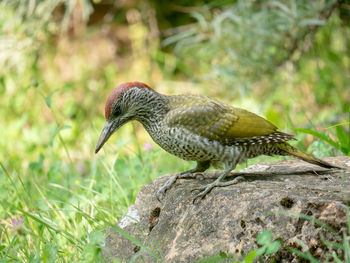 Close-up of a bird perching on plant