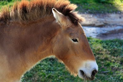 Close-up of horse on field