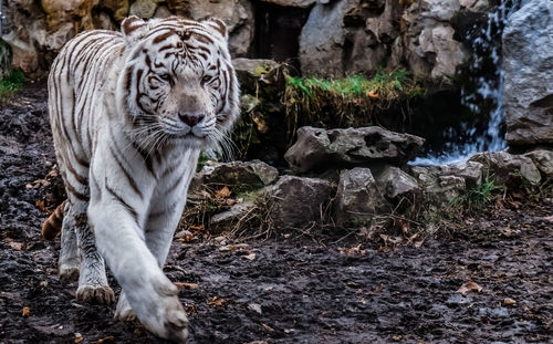 View of a cat on land