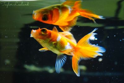 Close-up of fish underwater