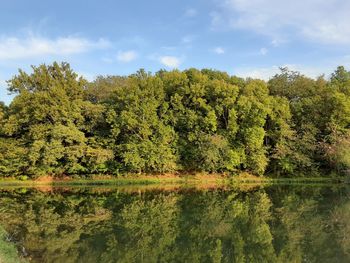 Scenic view of lake by trees in forest against sky