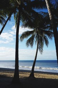 Palm trees on beach against sky