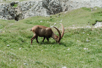 Sheep grazing in a field